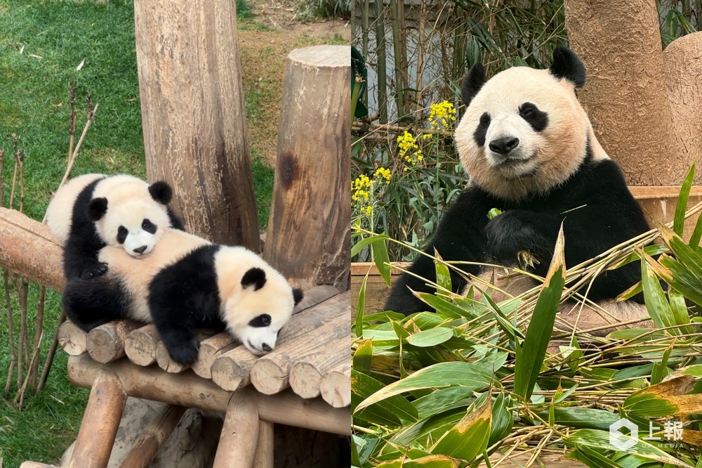 愛寶樂園熊貓攻略快筆記！（周羿庭攝）