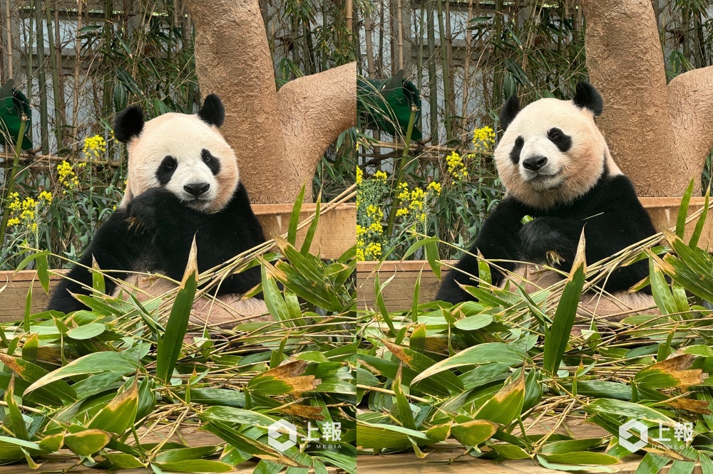 愛寶樂園