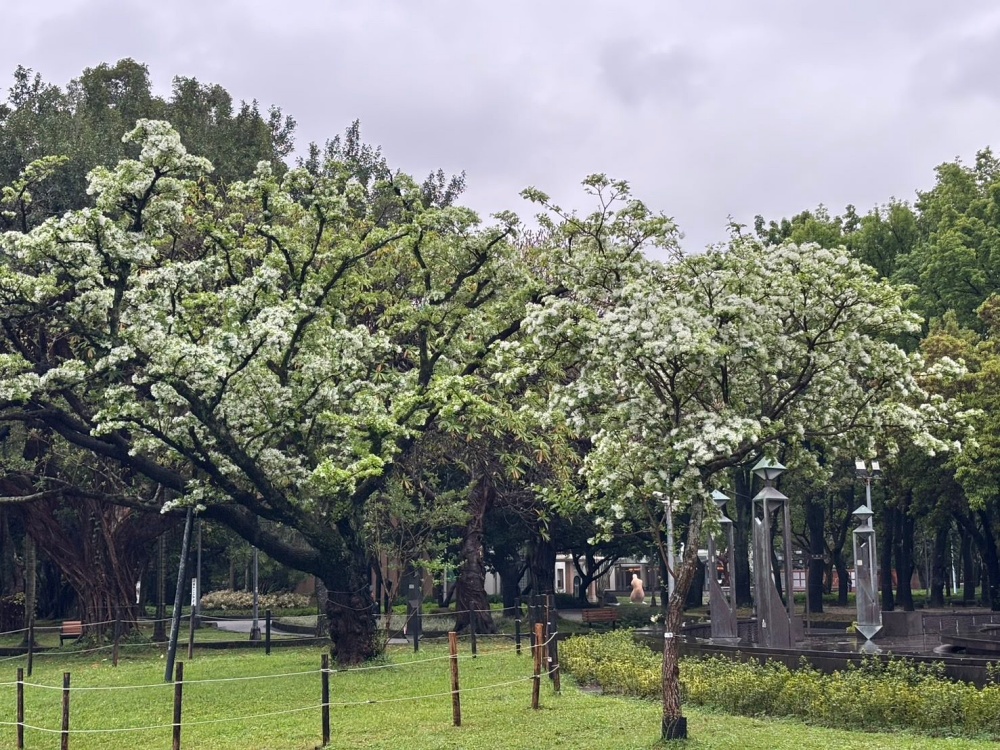 流蘇花
