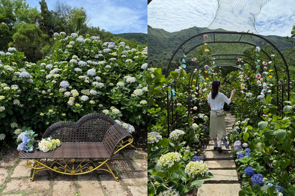 2025 陽明山竹子湖繡球花季