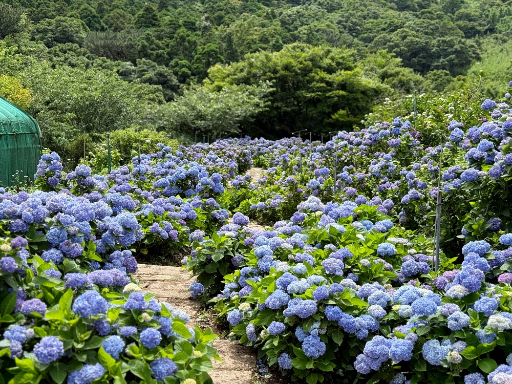2025 陽明山竹子湖繡球花季