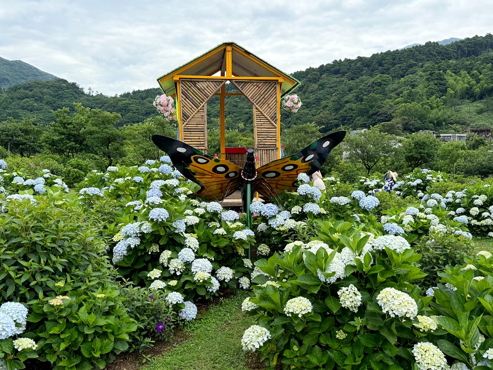 2025 陽明山竹子湖繡球花季